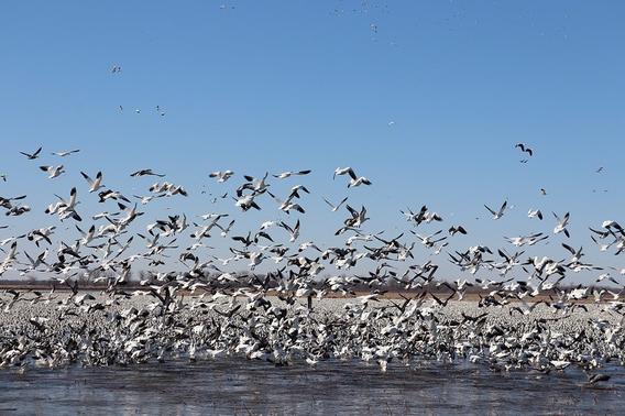 A flock of geese taking off in flight from a body of water and a beach