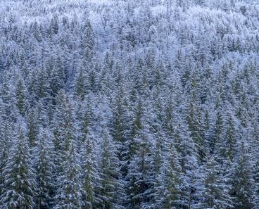 pine_trees_covered_in_snow.jpg